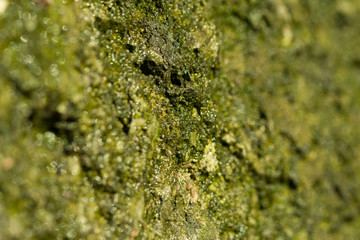 green moss background texture. Shallow depth of field . Soft focus