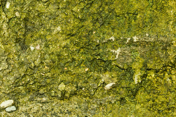  Green moss on grunge texture, background.
