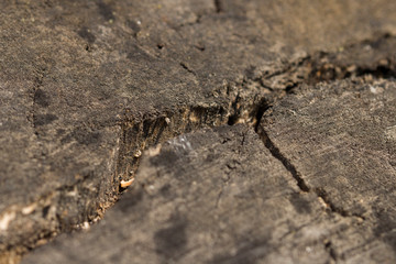 Old cracked wooden trunk detail