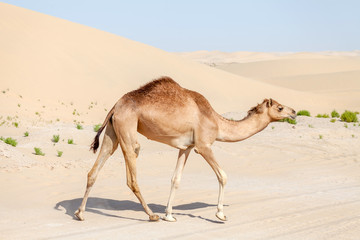 Middle eastern camels in the desert in UAE	