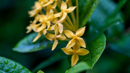 yellow flower  blooming macro photography Thailand 