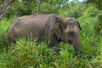 Wild elephant in green groves is close-up. Sri Lanka