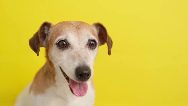 a dog Jack russell terrier on yellow background. Happy dog smiling face. Care pet. Emotional pet friendship. Video footage. Animal theme. Close up portrait. Dog head looking to the camera