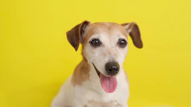 A cute dog face looking to the camera. Close up video footage portrait. Lovely dogs eyes muzzle looking with joy. Pet theme happy emotions. Jack russell terrier face