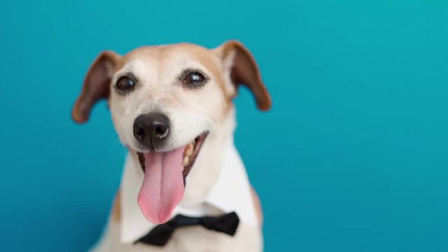 Adorable Elegant Dog with tie and white collar close up portrait. Bright blue background.  dog muzzle relaxed happy eyes. office worker. wears a shirt and bow tie and accessories. Dress code party 
