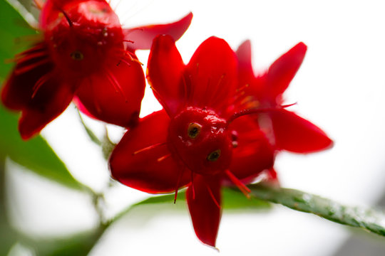 Red Flower  Blooming Macro Photography Thailand 