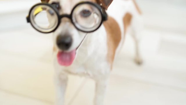 cute nerd dog in glasses looking to the camera. joyfully wags its tail. Open mouth tongue out. Video footage animal theme. Indoors soft daylight. Light room. Happy smiling dog office worker. Student 