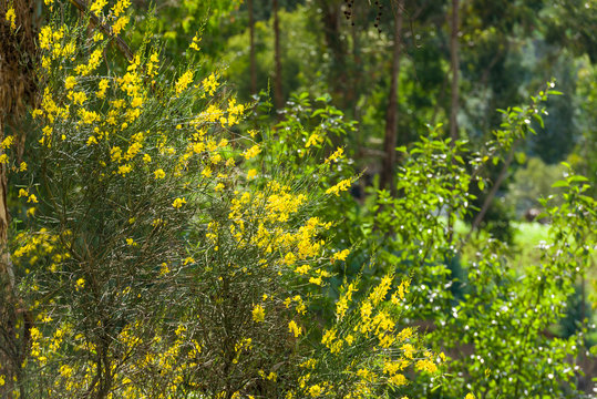Detail of a green bush with yellow Retama flowers in nature