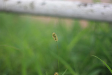 grass with water drops
