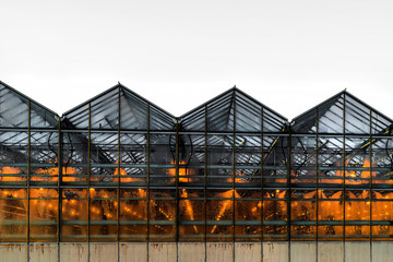 Beautiful and large-scale greenhouses.