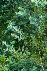 Detail of a young branch of aromatic Eucalyptus in nature