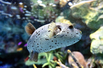 短いヒレで必死に泳ぐコクテンフグ