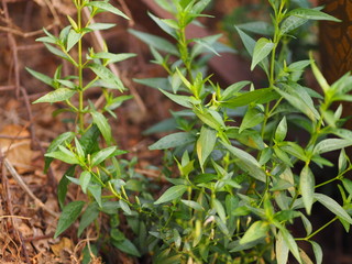 King of bitters The scientific name Andrographis paniculata Burm, Wall. Ex Nees, Fah Talai, Thai herbs relieve sore throat, reduce fever, heat up the cold green vegetable protect virus covid19