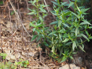 King of bitters The scientific name Andrographis paniculata Burm, Wall. Ex Nees, Fah Talai, Thai...
