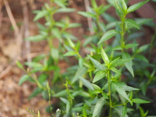 King of bitters The scientific name Andrographis paniculata Burm, Wall. Ex Nees, Fah Talai, Thai herbs relieve sore throat, reduce fever, heat up the cold green vegetable protect virus covid19