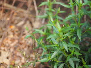 King of bitters The scientific name Andrographis paniculata Burm, Wall. Ex Nees, Fah Talai, Thai herbs relieve sore throat, reduce fever, heat up the cold green vegetable protect virus covid19