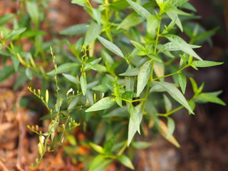 King of bitters The scientific name Andrographis paniculata Burm, Wall. Ex Nees, Fah Talai, Thai herbs relieve sore throat, reduce fever, heat up the cold green vegetable protect virus covid19