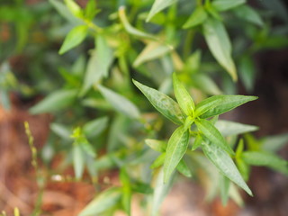 King of bitters The scientific name Andrographis paniculata Burm, Wall. Ex Nees, Fah Talai, Thai herbs relieve sore throat, reduce fever, heat up the cold green vegetable protect virus covid19