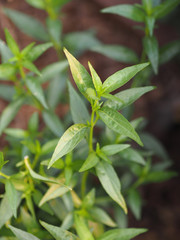 Obraz premium King of bitters The scientific name Andrographis paniculata Burm, Wall. Ex Nees, Fah Talai, Thai herbs relieve sore throat, reduce fever, heat up the cold green vegetable protect virus covid19