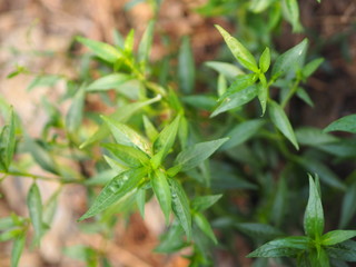 King of bitters The scientific name Andrographis paniculata Burm, Wall. Ex Nees, Fah Talai, Thai...