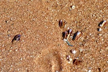 Shells on wet sand