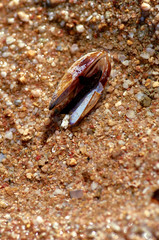 Shell on wet sand