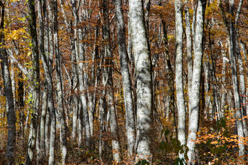 大山隠岐国立公園の美しい秋の森