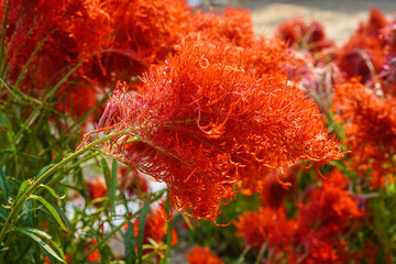red tall celosia flower field 
