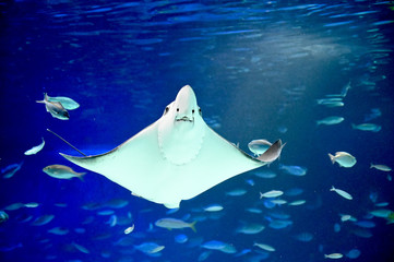 笑顔でのびのびと泳ぐ巨大なトビエイ © satou y1