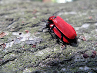 Mating red beetles - Pyrrhidium sanguineum