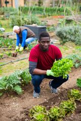African american male gardener during harvesting of lettuce