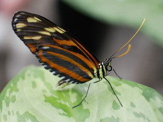 Close Up of brushed footed butterfly in Papilonia
