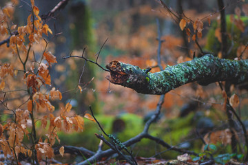 jaws of a reptile in the shape of a tree branch