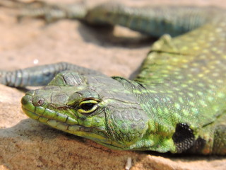 Close-up Lizard