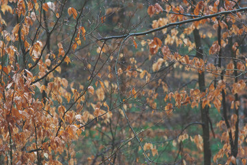 forest in very dull colors