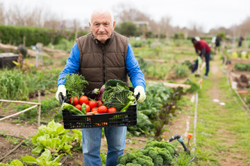 Elderly gardener holding box with vegetables