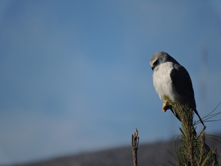 Kite