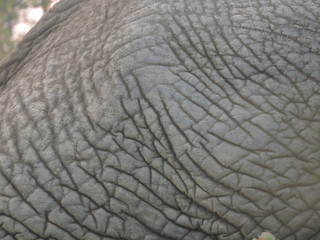 texture of an elephant
