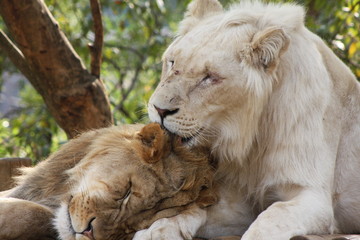 Lions