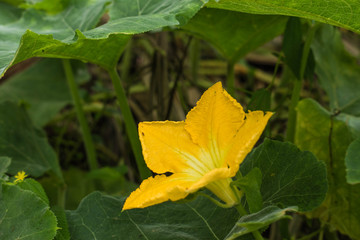 Pumpkin Flower