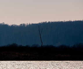 lonely dry tree near the lake