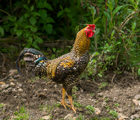 Portrait of a colorful rooster at a rural farm