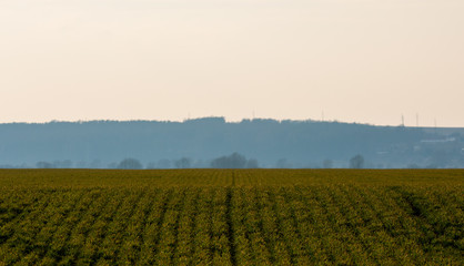 smooth winter crops on the field
