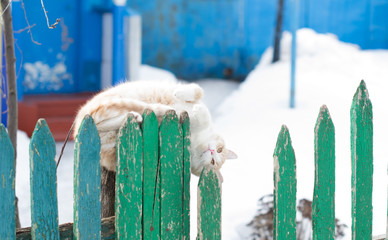 A white-red cat is fooling around on an old, green fence with peeling paint. He twists upside down, plays and hangs his head down. Funny, wonderful and not ordinary pet. Cute and fluffy cat in winter
