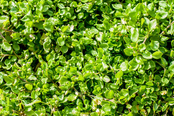 Green ground cover plants close-up on a spring sunny day