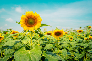 Beautiful sunflower in field on daytime and blue sky background