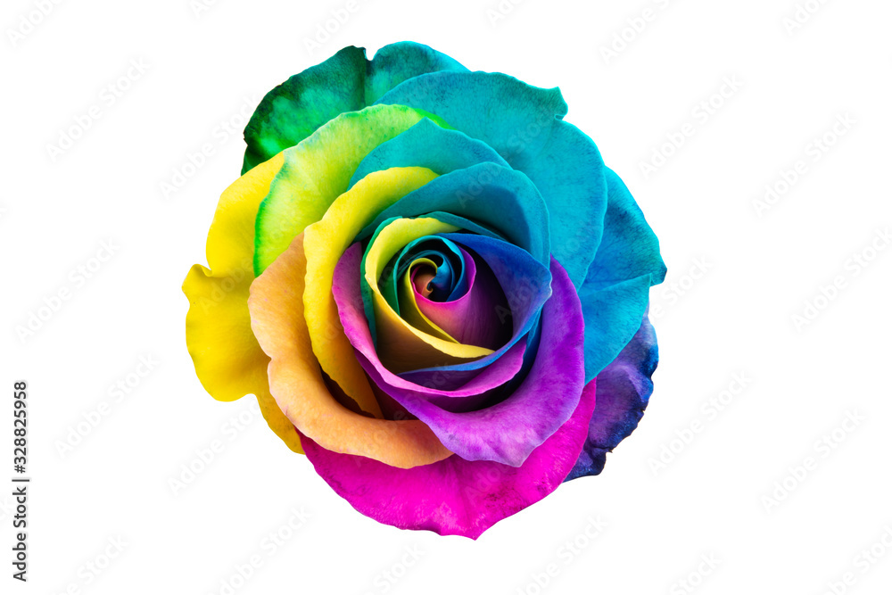 Sticker multicolored rose isolated