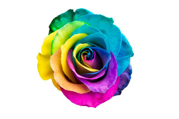 multicolored rose isolated - obrazy, fototapety, plakaty