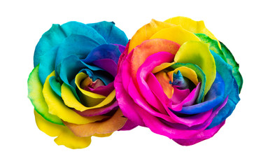 Obraz na płótnie Canvas multicolored rose isolated