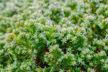 Small pine tree with droplet and green leaf background. Nature and outdoor background